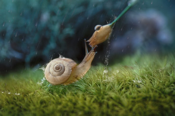 Картинка животные улитки улитка