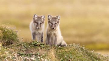 обоя животные, лисы, пара, лисята, дикая, природа, автор, lisa, hupp