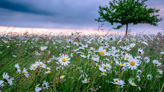 Обои картинки фото цветы, ромашки