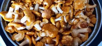 обоя еда, грибы,  грибные блюда, лесные, лисички