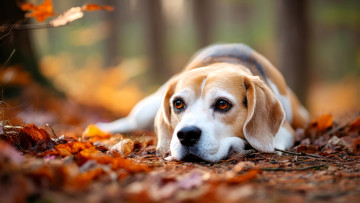 обоя разное, компьютерный дизайн, собака, листья, осень