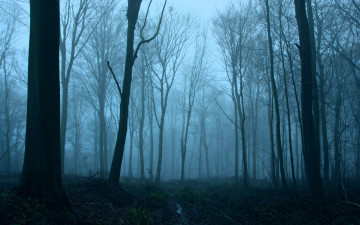 Картинка природа лес осень туман