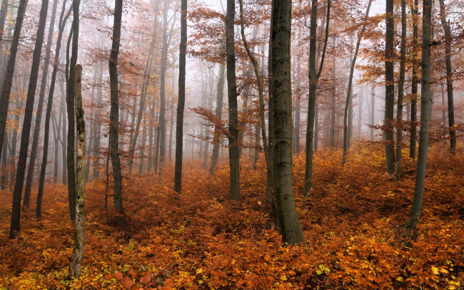 Обои картинки фото природа, лес, кусты, осень, туман