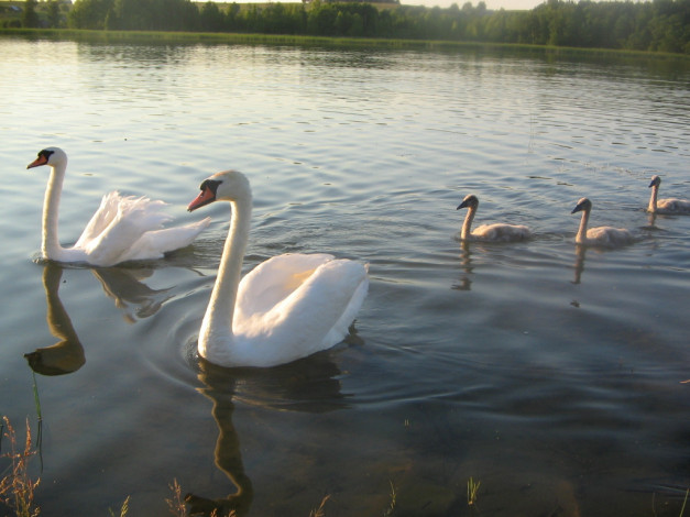Обои картинки фото lietuva, животные, лебеди