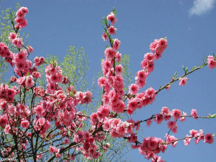 Картинка цветы сакура вишня