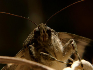 Картинка животные бабочки