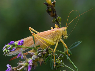 Картинка животные кузнечики саранча