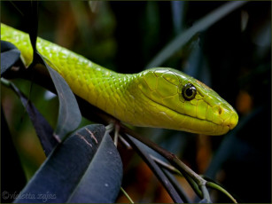 Картинка животные змеи питоны кобры