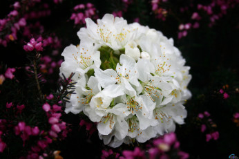 Картинка цветы цветущие деревья кустарники