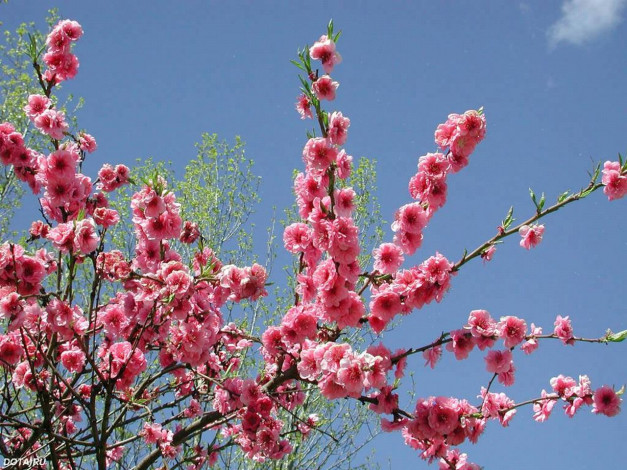 Обои картинки фото цветы, сакура, вишня