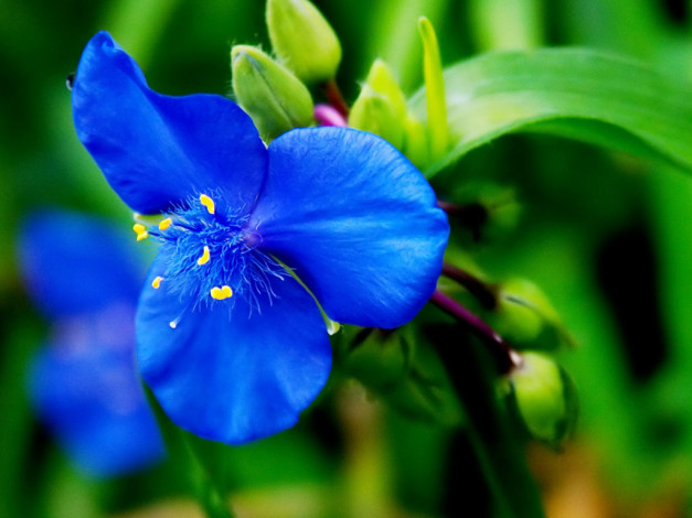 Обои картинки фото цветы, традесканции