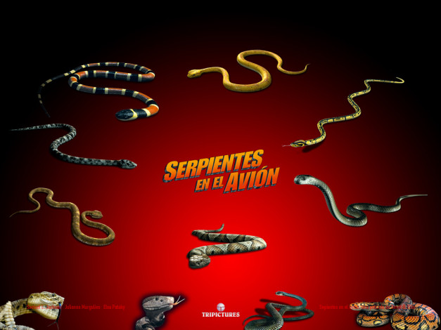 Обои картинки фото кино, фильмы, snakes, on, plane