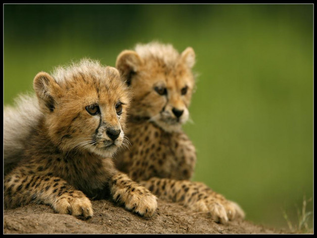 Обои картинки фото животные, гепарды