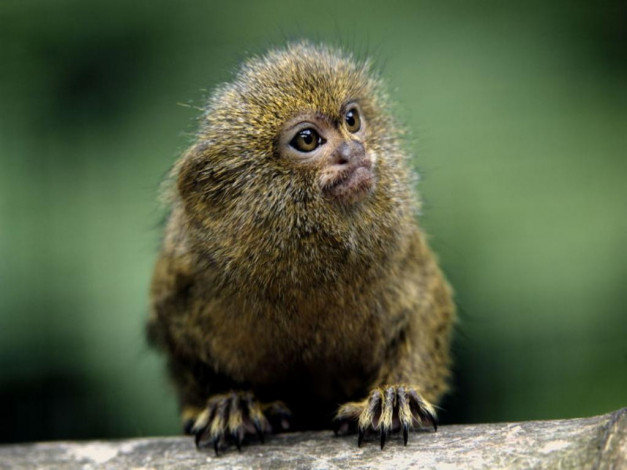 Обои картинки фото животные, обезьяны