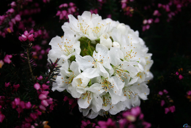 Обои картинки фото цветы, цветущие, деревья, кустарники