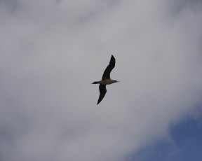 Картинка животные Чайки бакланы крачки