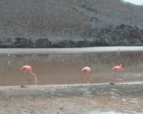 Картинка животные фламинго
