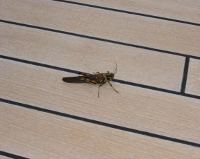 Картинка животные насекомые