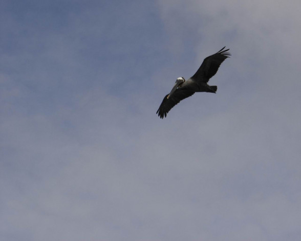 Обои картинки фото животные, Чайки, бакланы, крачки