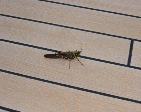 Обои картинки фото животные, насекомые