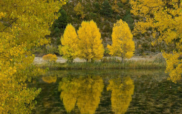 Картинка природа деревья