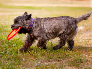 Картинка животные собаки собака трава