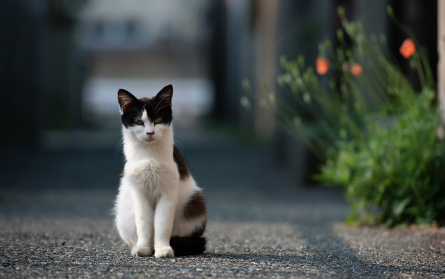 Обои картинки фото животные, коты, асфальт, дорога, улица, кошка, цветы