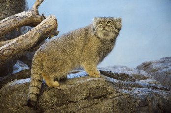 Картинка манул животные манулы кот