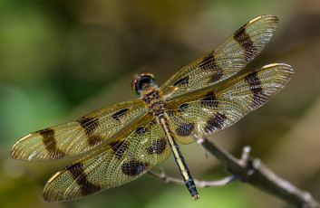 Картинка животные стрекозы стрекоза насекомое крылья макро