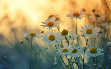 Картинка цветы ромашки лепестки лето