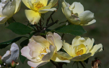 Картинка цветы шиповник куст цветение