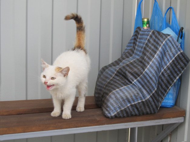 Обои картинки фото животные, коты, грозный, сторож, кошка, сумка