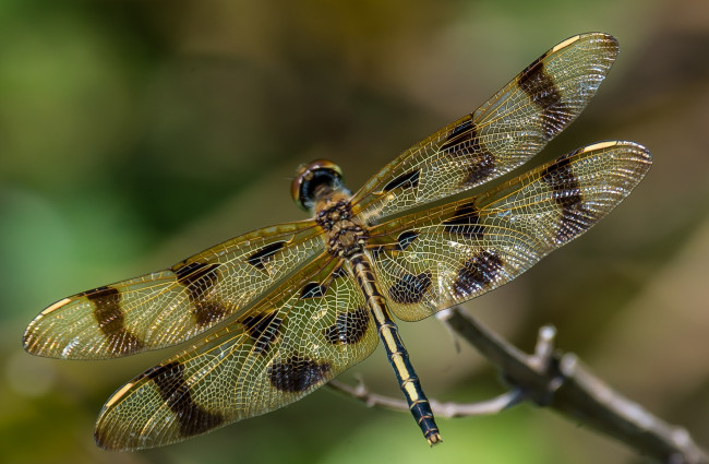 Обои картинки фото животные, стрекозы, стрекоза, насекомое, крылья, макро