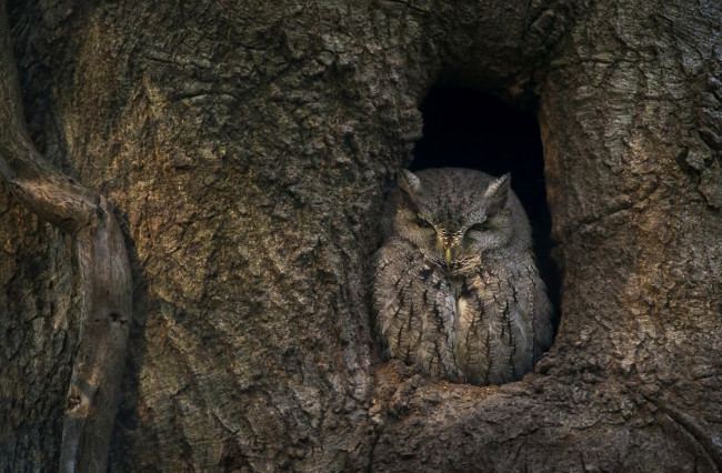 Обои картинки фото животные, совы, птица, маскировка, сова, дупло, дерево