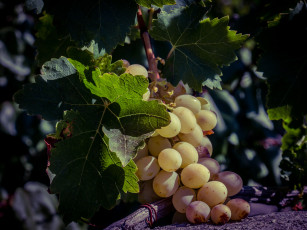 Картинка природа Ягоды +виноград лоза