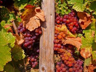 Картинка природа Ягоды +виноград лоза