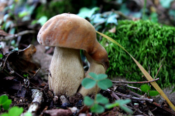 Картинка природа грибы лес