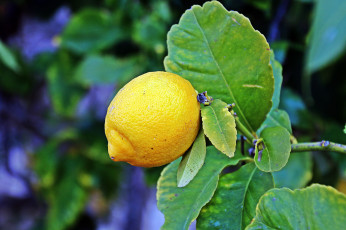 Картинка природа плоды лимон