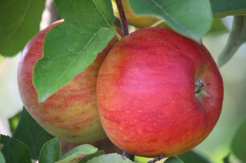 Картинка природа плоды яблочки