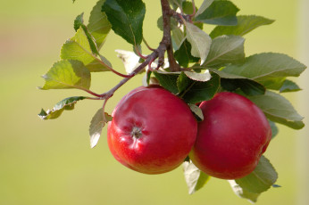 Картинка природа плоды яблочки