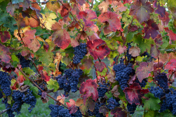 Картинка природа Ягоды +виноград лоза