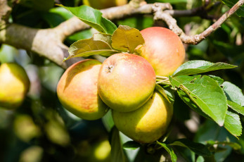 Картинка природа плоды яблочки