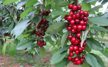 Картинка природа Ягоды ягодки