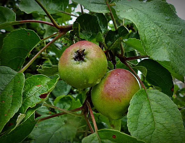 Обои картинки фото природа, плоды, яблочки