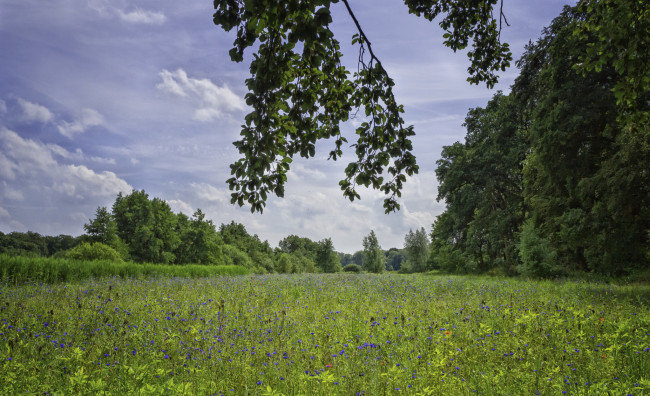 Обои картинки фото природа, луга, простор