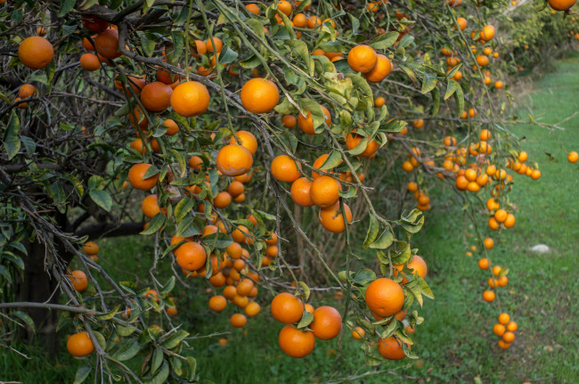 Обои картинки фото природа, плоды, мандарины