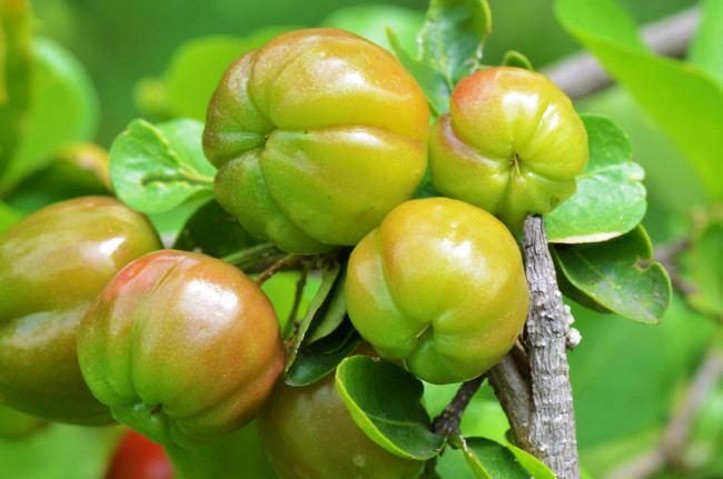 Обои картинки фото природа, плоды, томаты