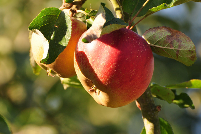 Обои картинки фото природа, плоды, яблочки