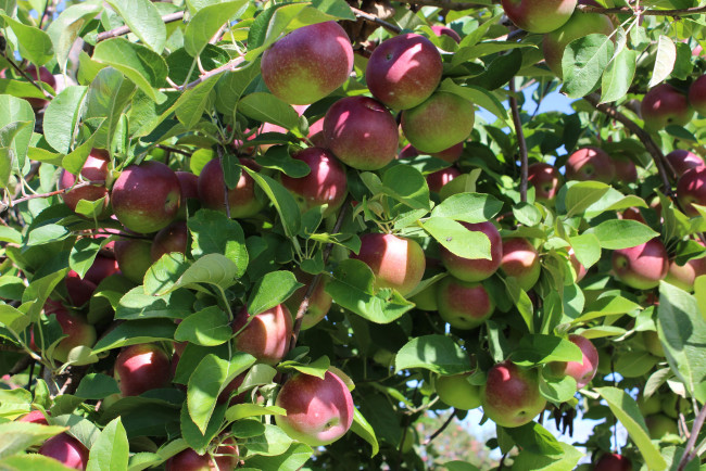 Обои картинки фото природа, плоды, яблочки