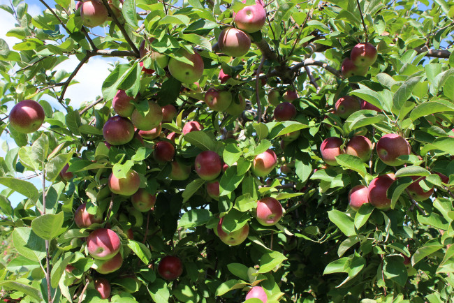 Обои картинки фото природа, плоды, яблочки